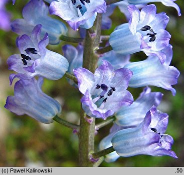 Hyacinthella dalmatica cv. Grandiflora