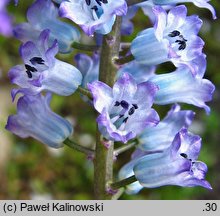 Hyacinthella dalmatica cv. Grandiflora