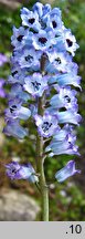 Hyacinthella dalmatica ‘Grandiflora’