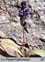 Hyacinthella heldreichii