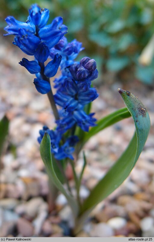 Hyacinthella lazulina