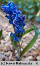 Hyacinthella lazulina