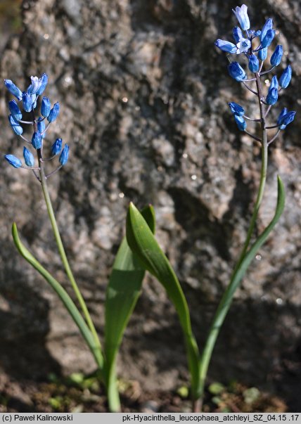 Hyacinthella leucophaea ssp. atchleyi