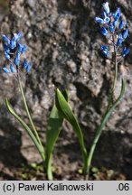 Hyacinthella leucophaea ssp. atchleyi