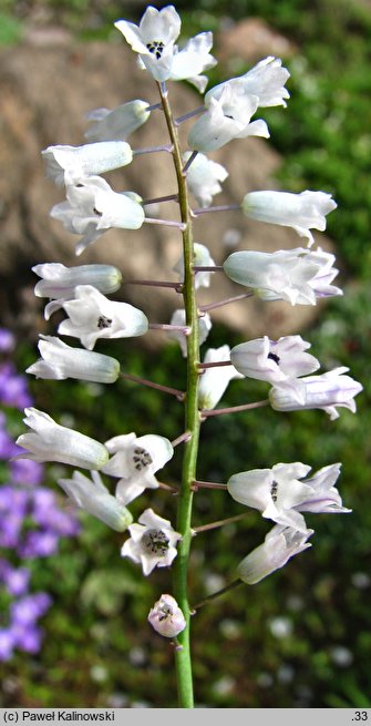 Hyacinthella leucophaea ssp. leucophaea cv. Alba