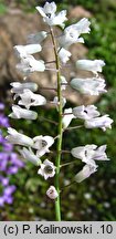 Hyacinthella leucophaea ssp. leucophaea ‘Alba’