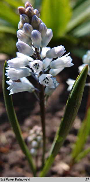 Hyacinthella leucophaea ssp. leucophaea