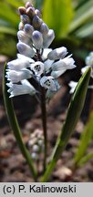 Hyacinthella leucophaea ssp. leucophaea