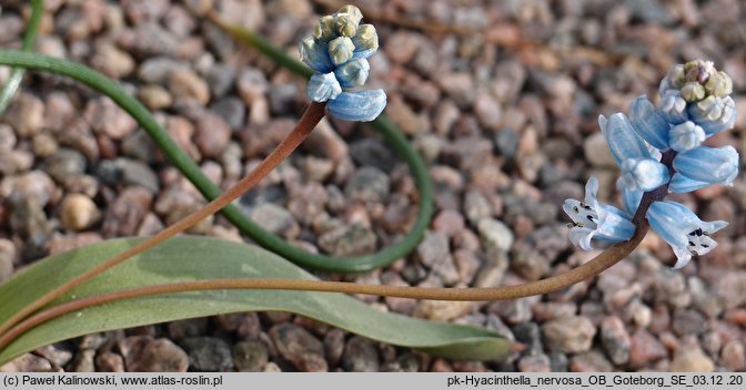 Hyacinthella nervosa