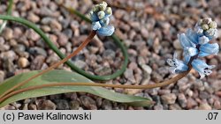 Hyacinthella nervosa