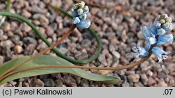 Hyacinthella nervosa