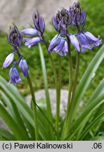 Hyacinthoides hispanica (hiacyntowiec hiszpański)