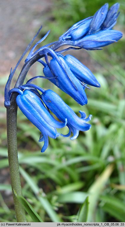 Hyacinthoides non-scripta (cebulica nieopisana)