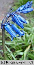 Hyacinthoides non-scripta (cebulica nieopisana)