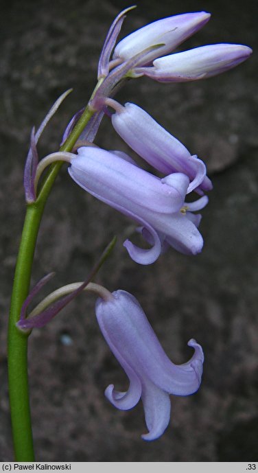 Hyacinthoides ×massartiana