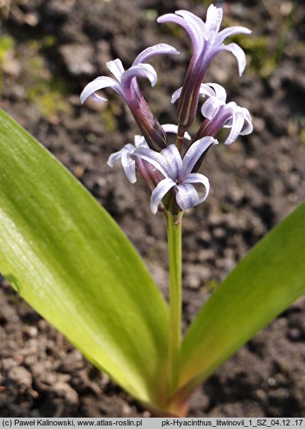 Hyacinthus litwinovii