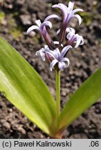 Hyacinthus litwinovii