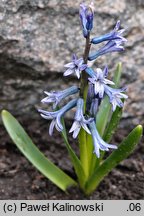 Hyacinthus orientalis ssp. chionophyllus