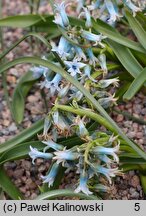 Hyacinthus transcaspicus