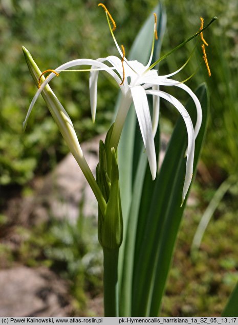 Hymenocallis harrisiana (ismena storczykowa)