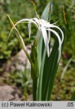 Hymenocallis harrisiana (ismena storczykowa)