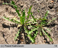 Hypochaeris glabra (prosienicznik gładki)