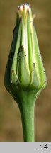 Hypochaeris glabra (prosienicznik gładki)