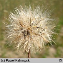 Hypochaeris glabra (prosienicznik gładki)