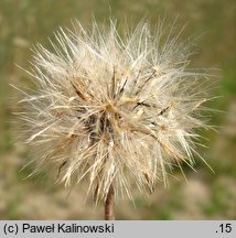 Hypochoeris glabra (prosienicznik gładki)