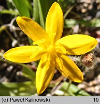 Hypoxis hemerocallidea