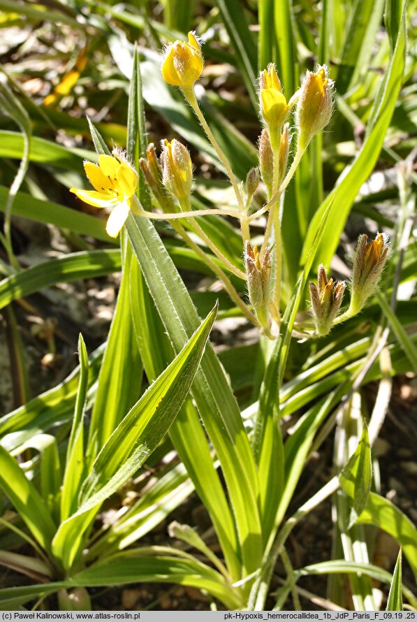 Hypoxis hemerocallidea