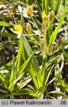 Hypoxis hemerocallidea