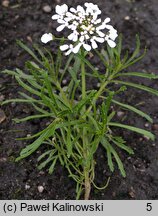 Iberis amara (ubiorek gorzki)