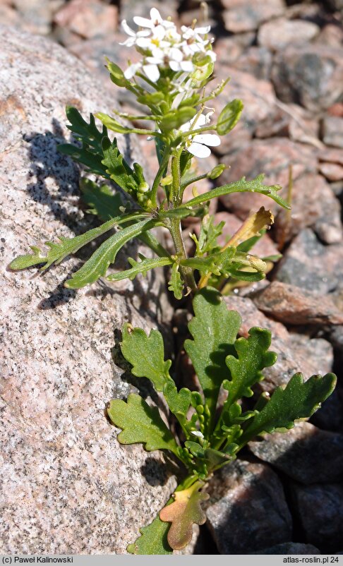 Iberis pinnata (ubiorek pierzasty)