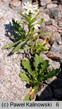 Iberis pinnata (ubiorek pierzasty)