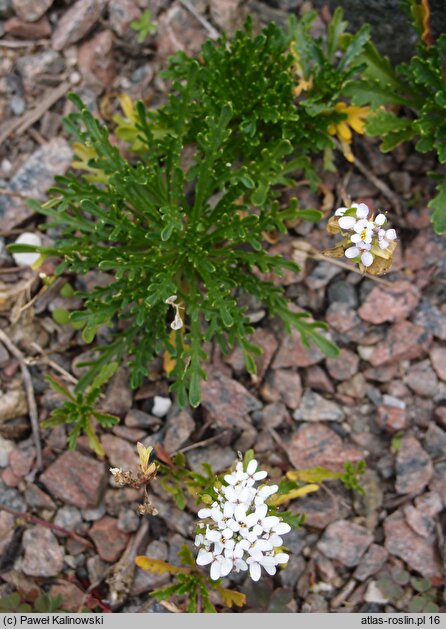 Iberis pinnata (ubiorek pierzasty)