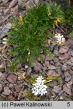 Iberis pinnata (ubiorek pierzasty)