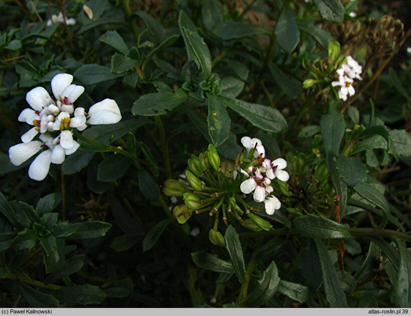 Iberis procumbens