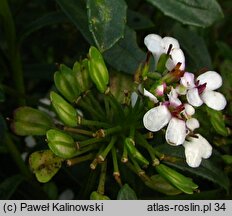 Iberis procumbens