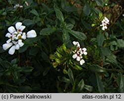 Iberis procumbens