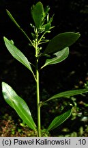 Ilex glabra (ostrokrzew gładki)