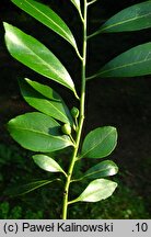 Ilex glabra (ostrokrzew gładki)