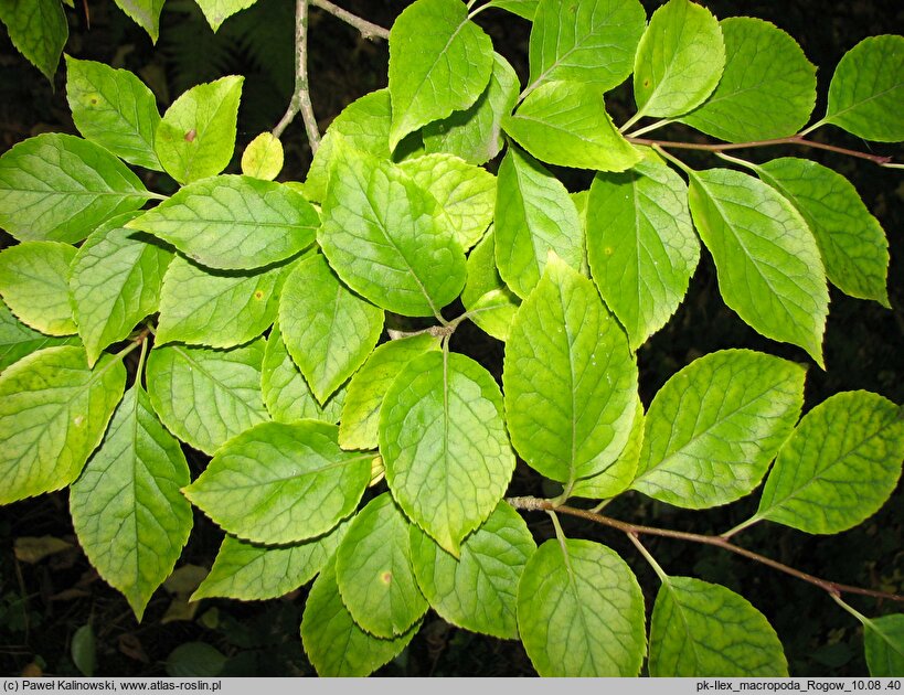 Ilex macropoda