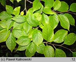 Ilex macropoda