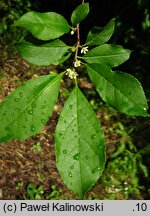 Ilex serrata (ostrokrzew piłkowany)