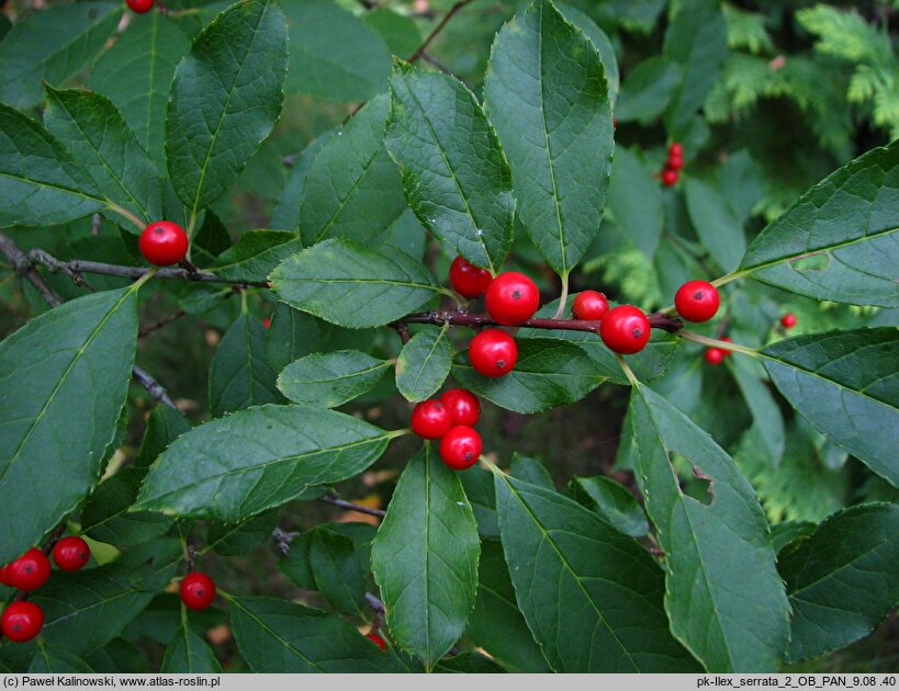 Ilex serrata (ostrokrzew piłkowany)