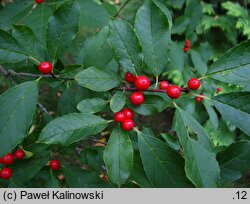 Ilex serrata (ostrokrzew piłkowany)