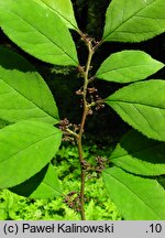 Ilex serrata (ostrokrzew piłkowany)