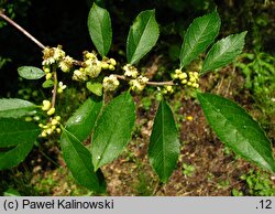 Ilex verticillata (ostrokrzew okółkowy)