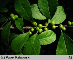 Ilex verticillata (ostrokrzew okółkowy)